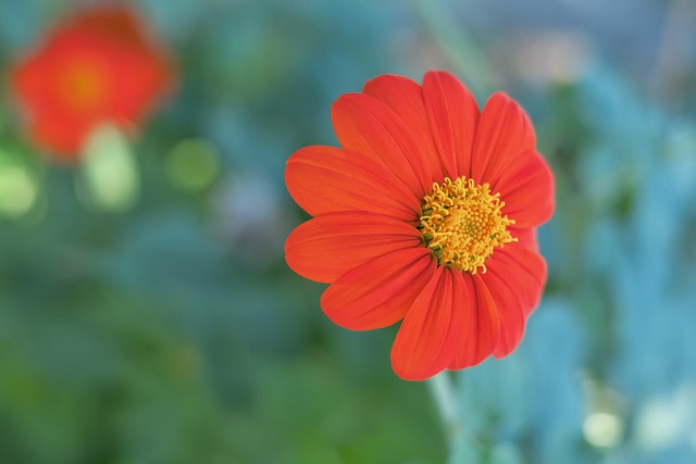 長期執掌拜 長期執掌拜